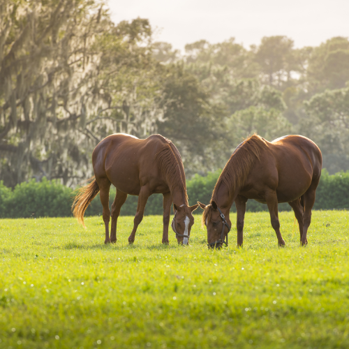 Farm and Ranch Properties