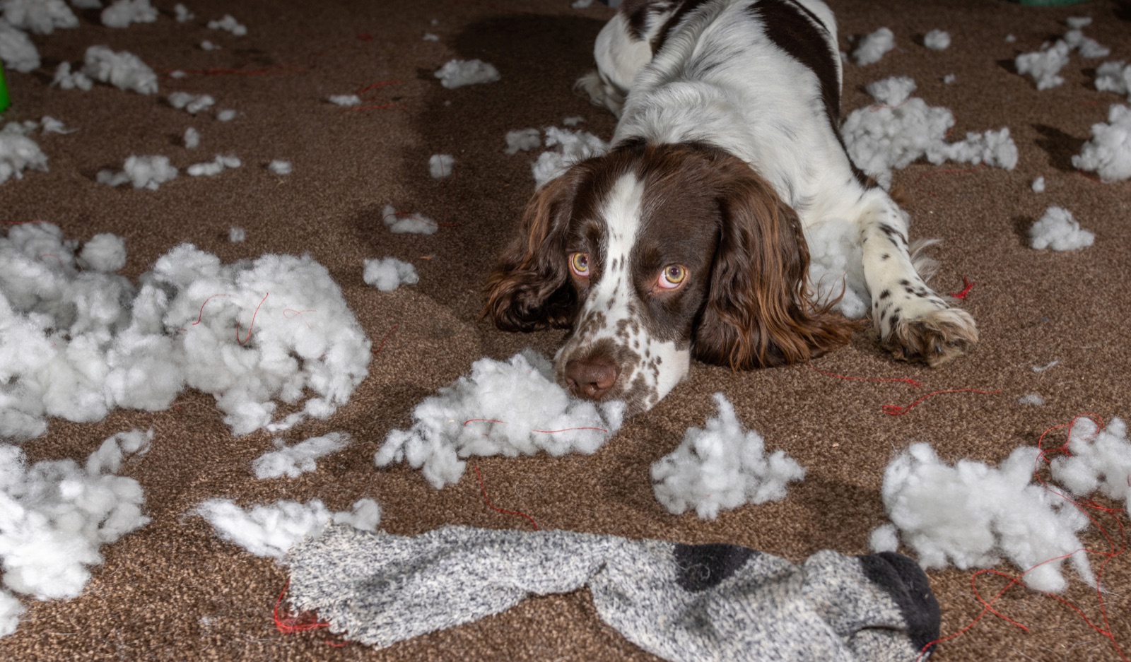 How to Sell a House That Smells Like Wet Dog and Bad Decisions