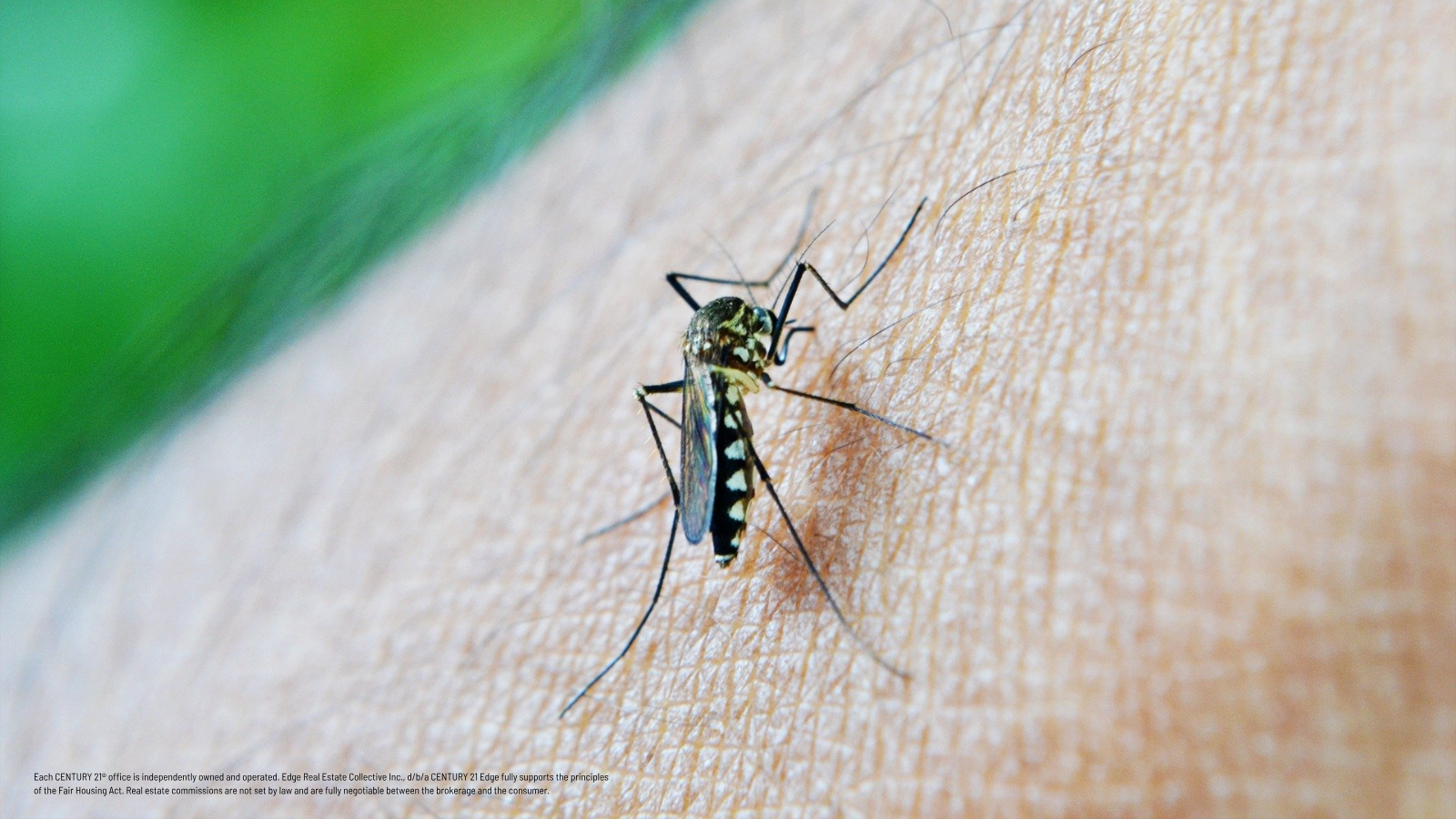 7 Ways to Banish Mosquitoes From Your Florida Home (That Actually Work)