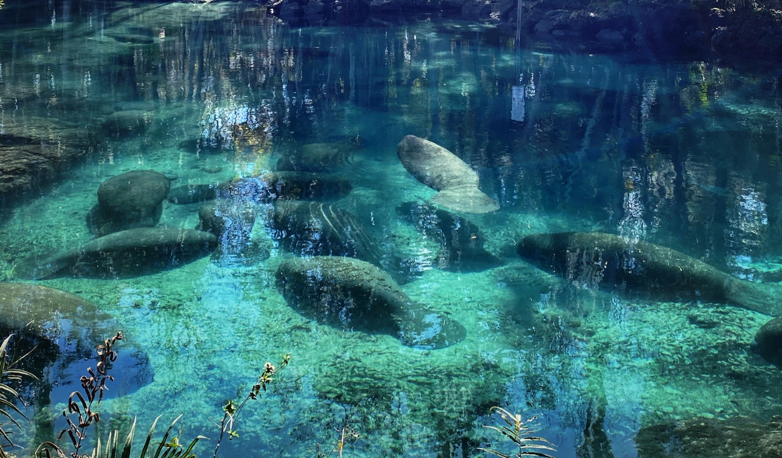 Meet Florida’s Sea Cows: The Do’s and Don’ts of Swimming with Manatees